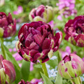 Tulipe 'Mystery Dream'