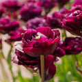 Tulipe 'Mystery Dream'