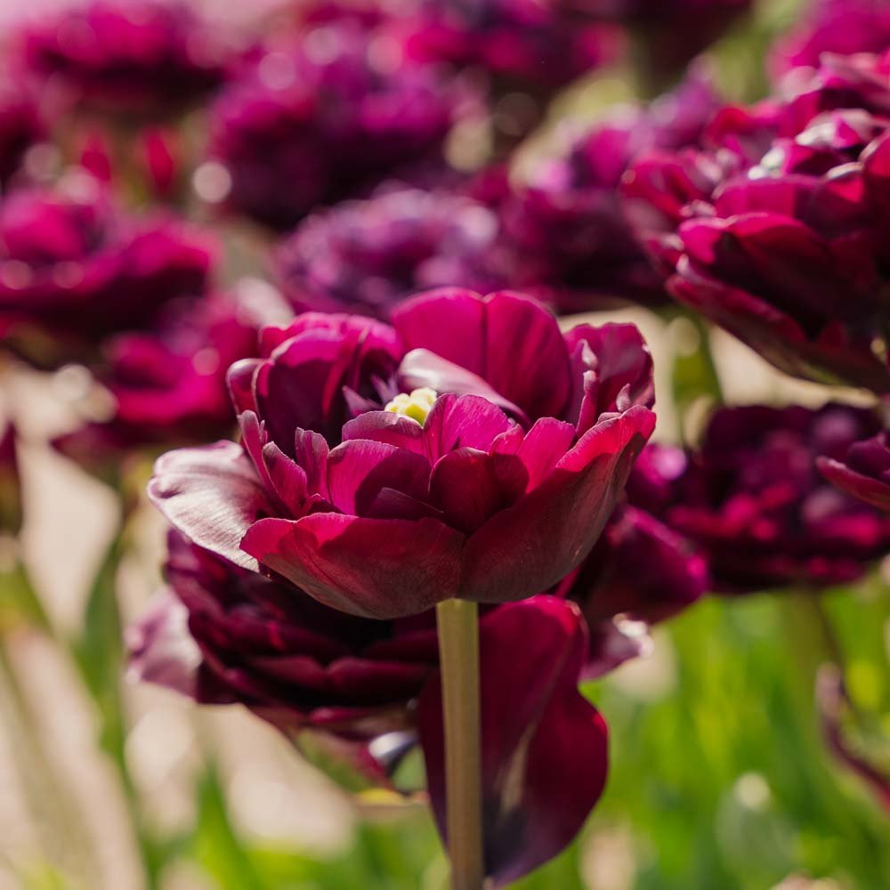 Tulipe 'Mystery Dream'