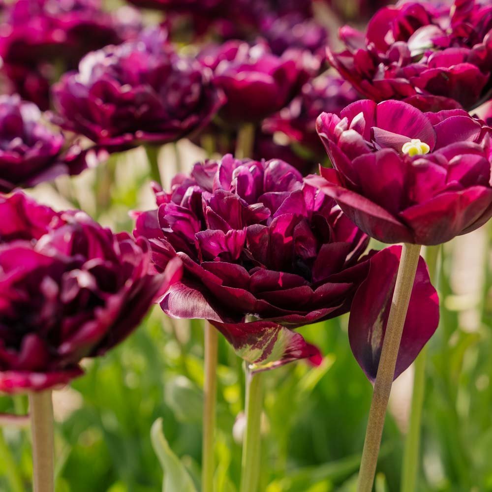 Tulipe 'Mystery Dream'