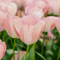 Tulipe 'Mystic van Eijk'