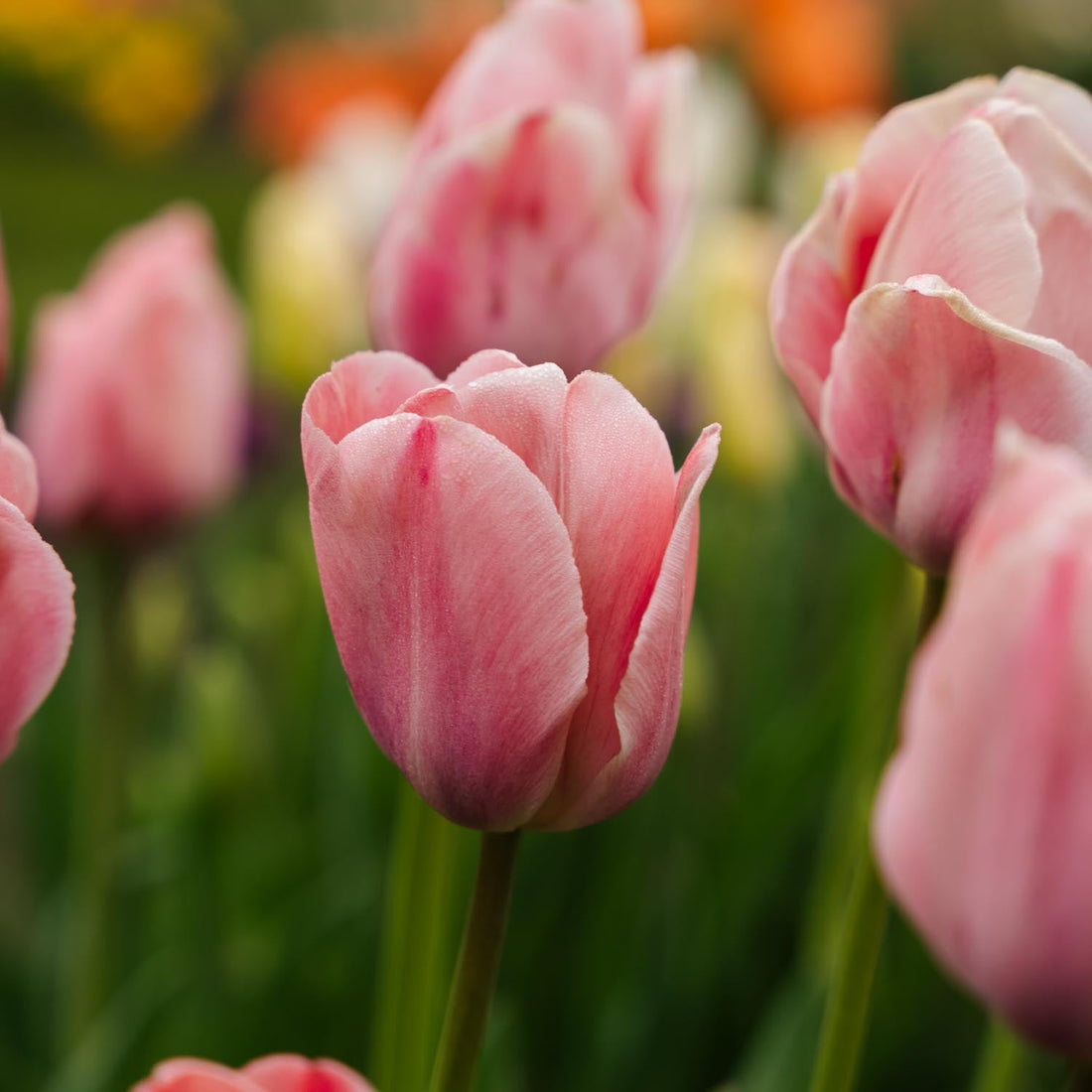 Tulipe 'Mystic van Eijk'