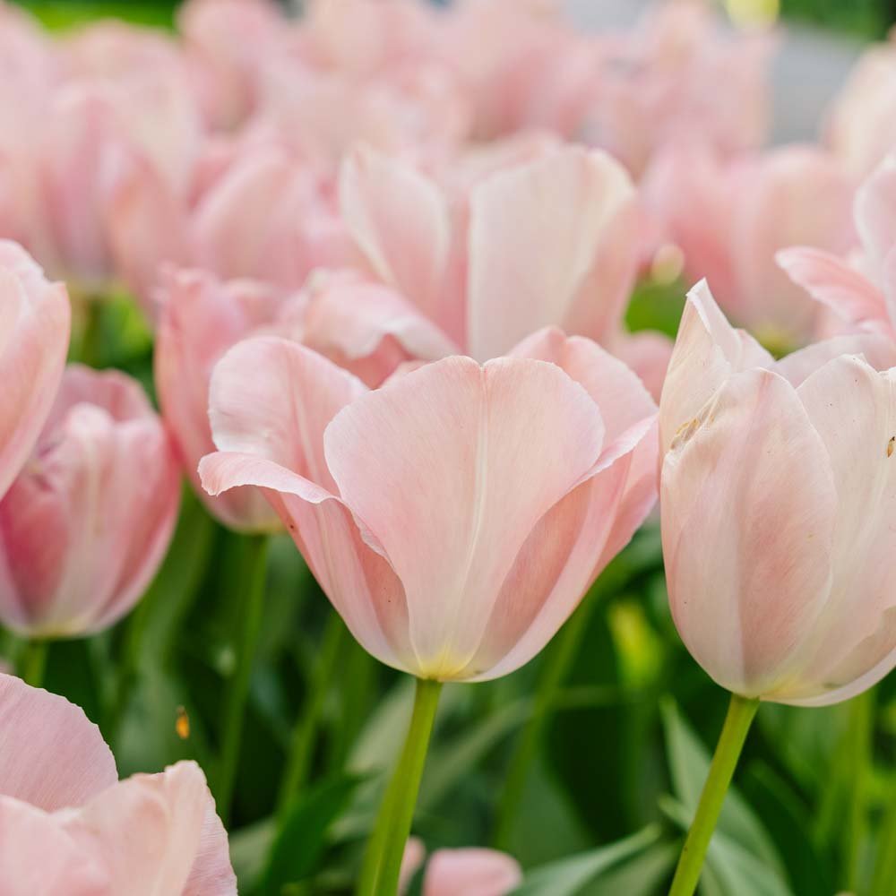 Tulipe 'Mystic van Eijk'