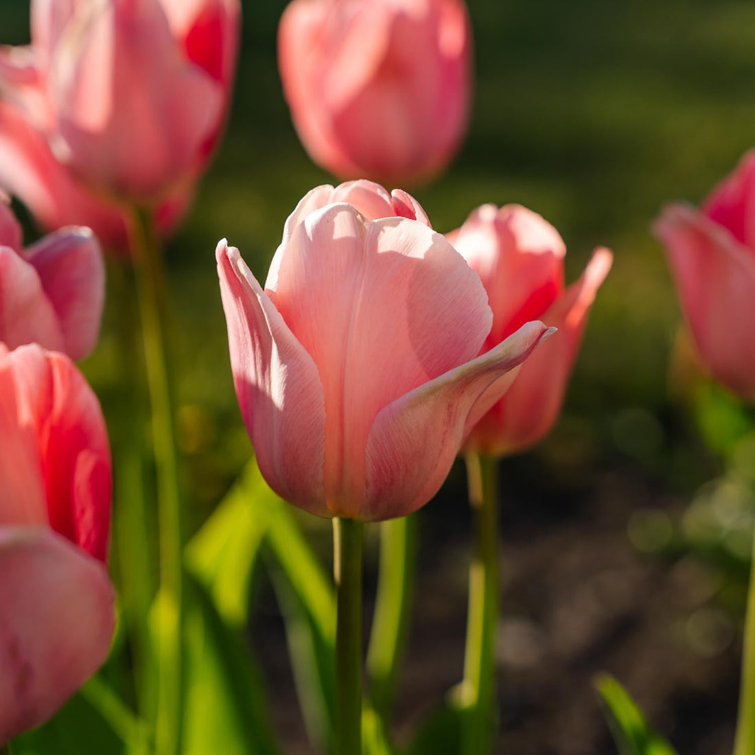 Tulipe 'Mystic van Eijk'