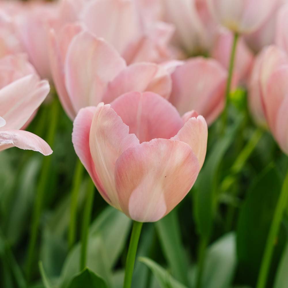 Tulipe 'Mystic van Eijk'