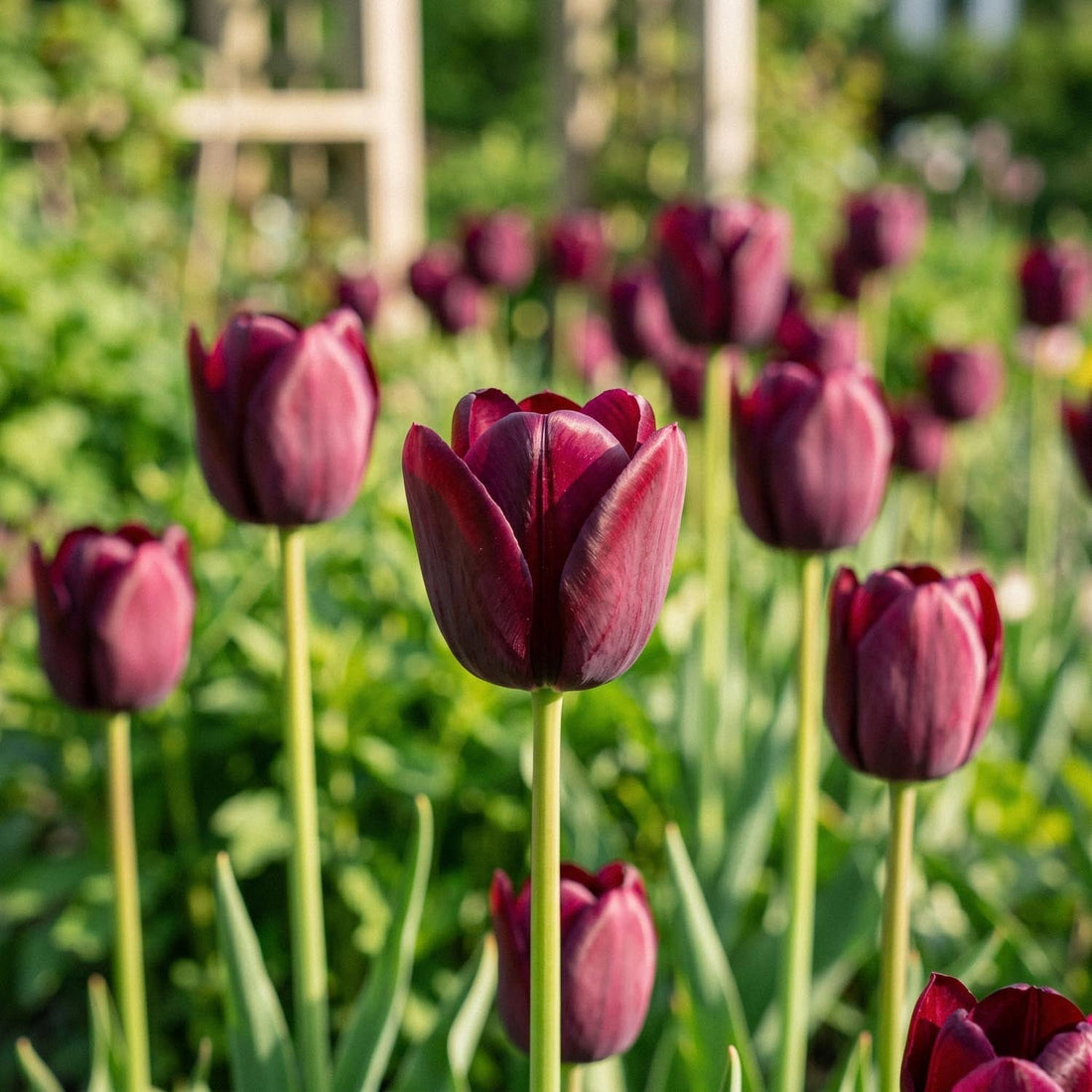 Tulipe 'National Velvet'