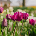 Tulipe 'Negrita'