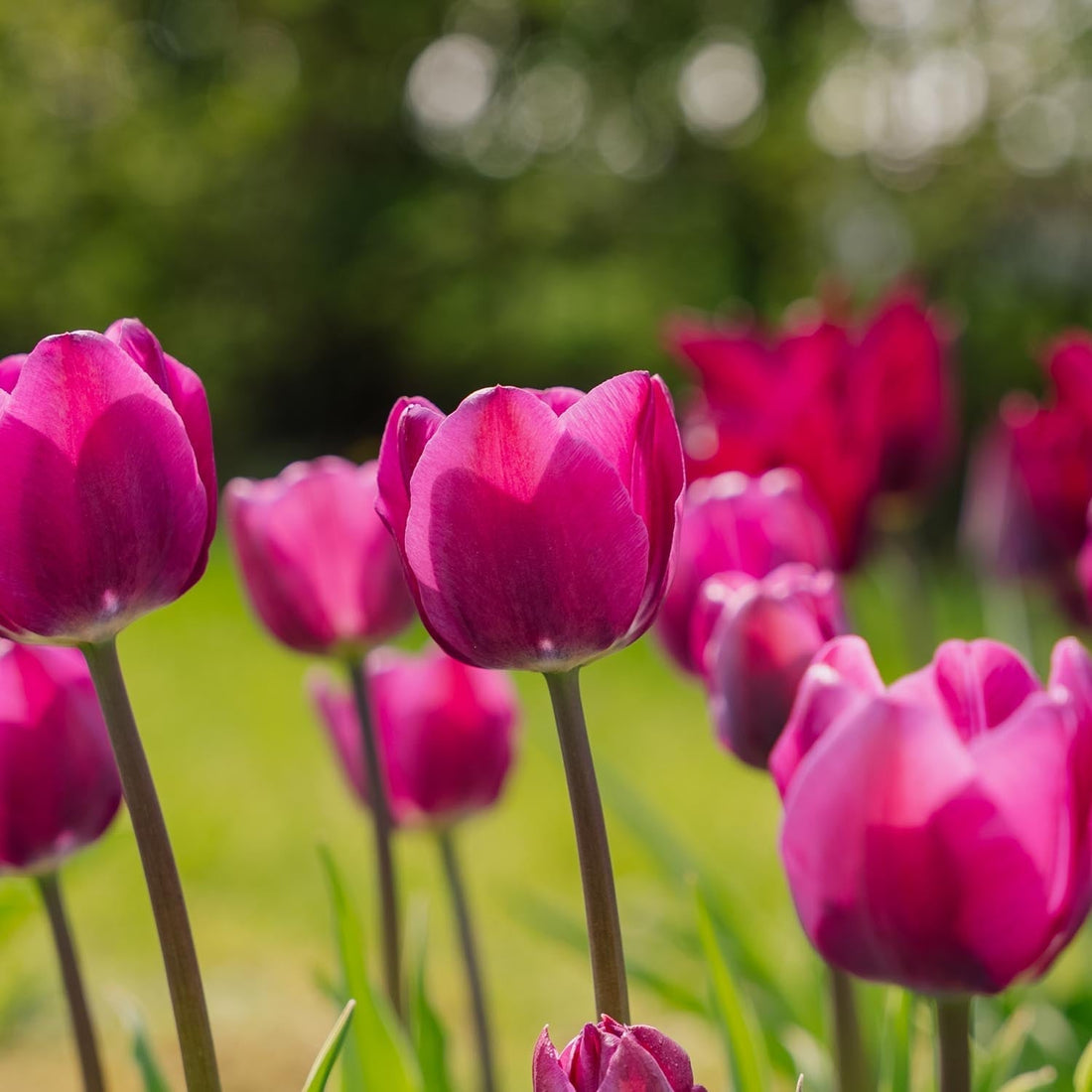 Tulipe 'Negrita'