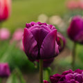 Tulipe 'Negrita Double'
