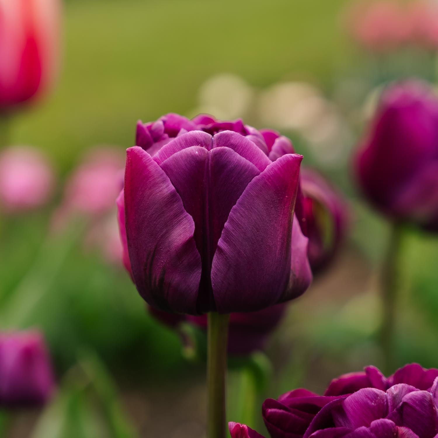 Tulipe 'Negrita Double'