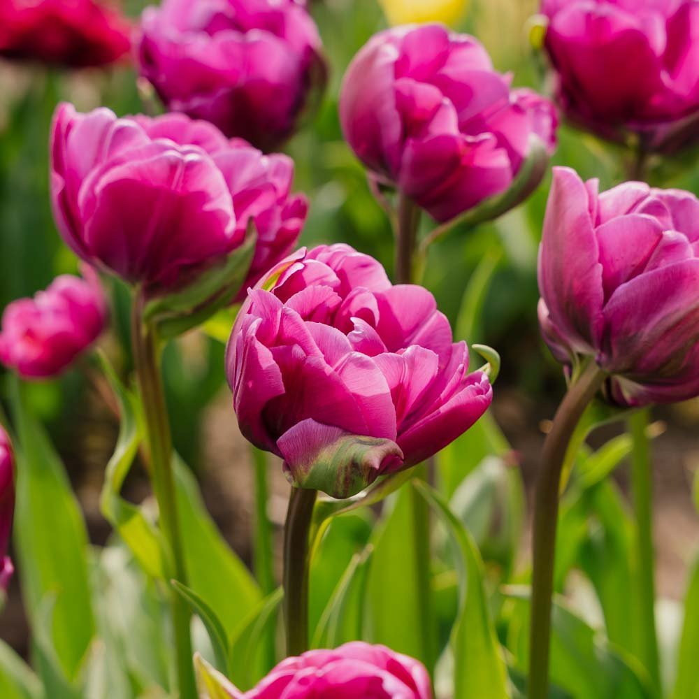 Tulipe 'Negrita Double'