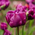 Tulipe 'Negrita Double'