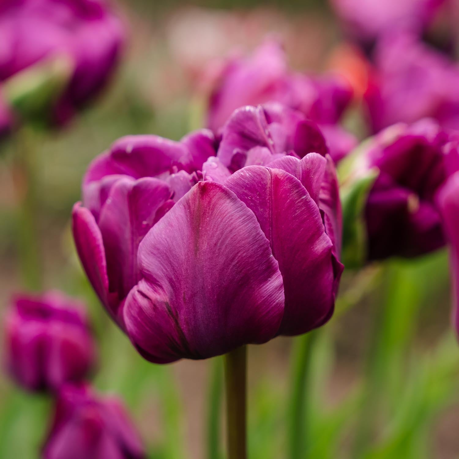 Tulipe 'Negrita Double'