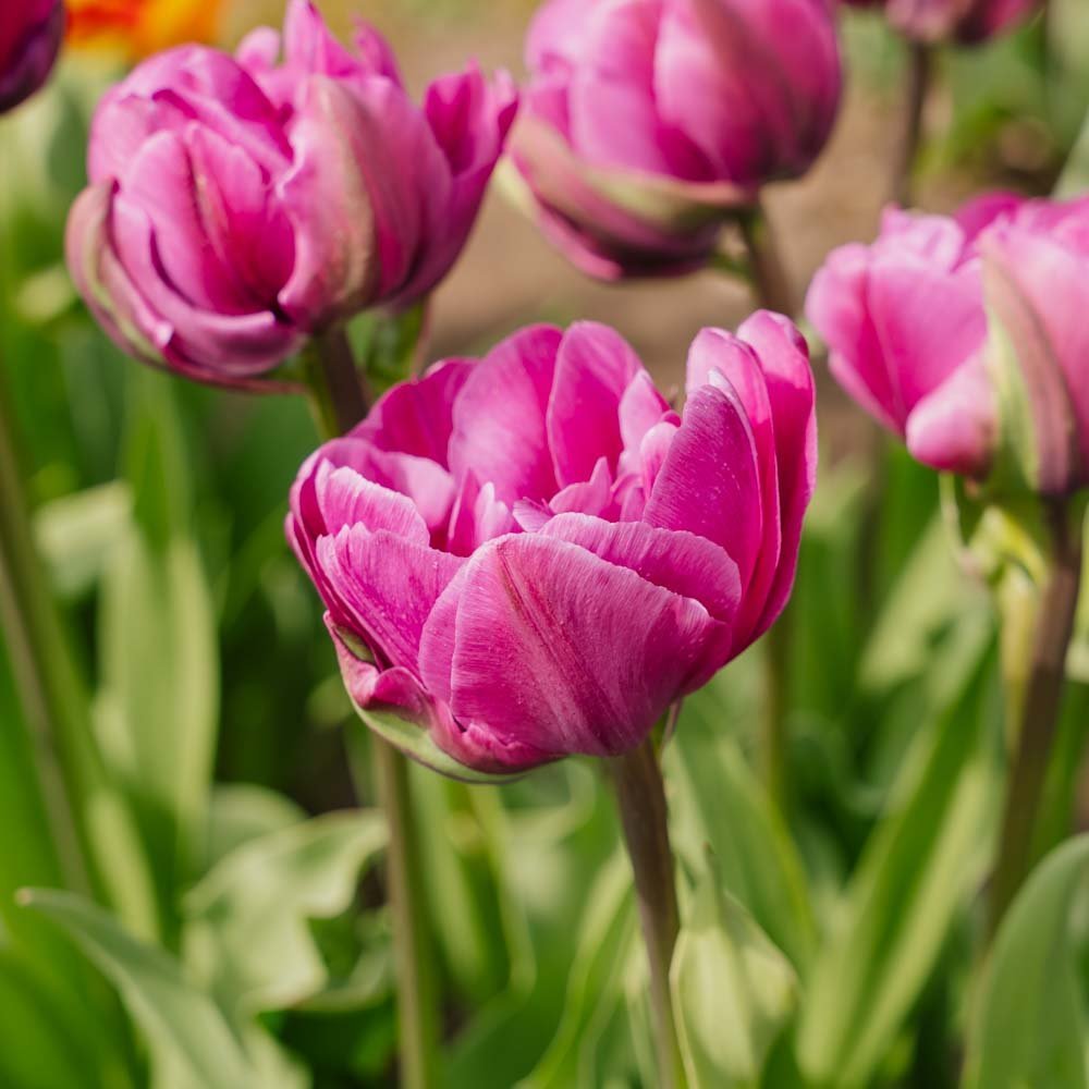 Tulipe 'Negrita Double'