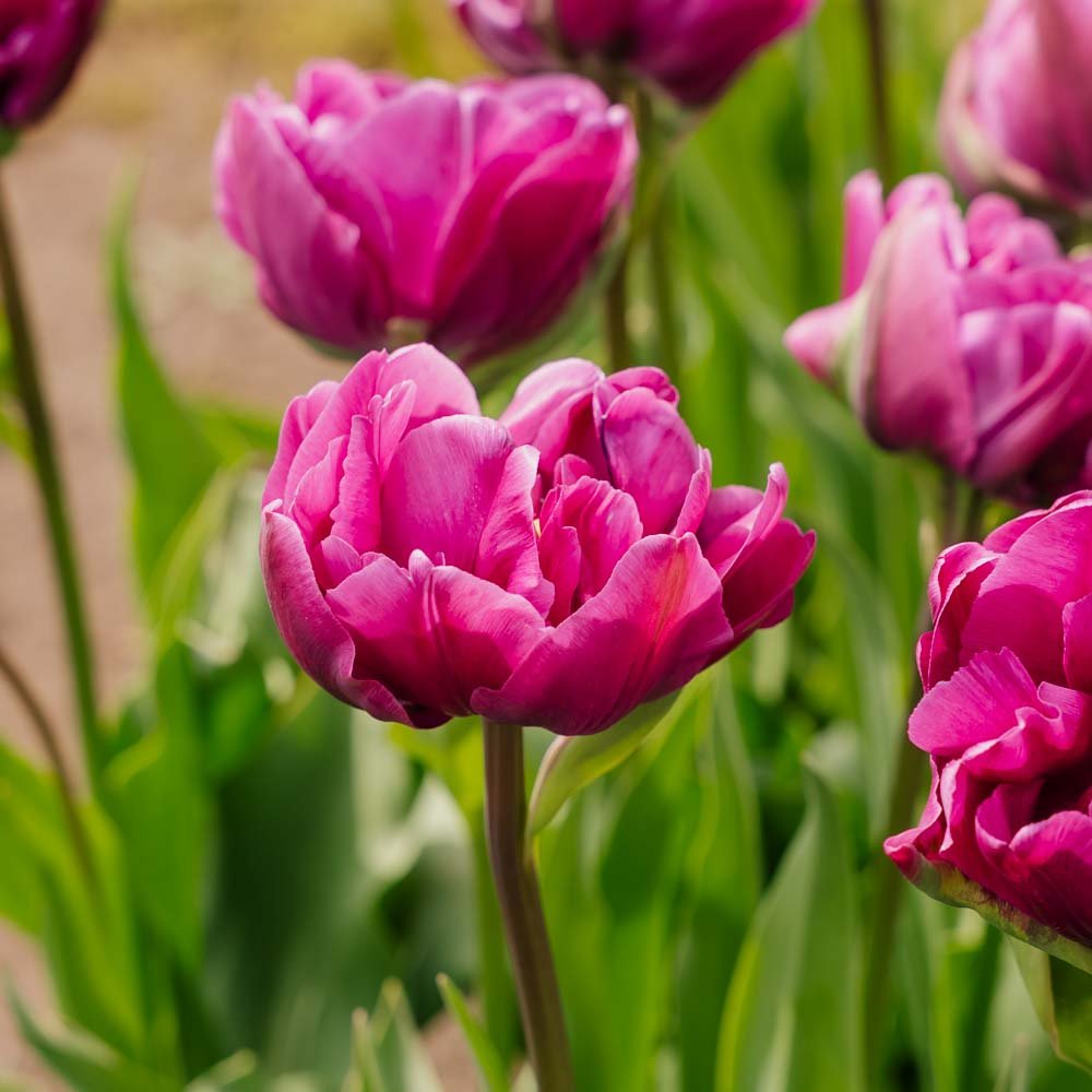 Tulipe 'Negrita Double'
