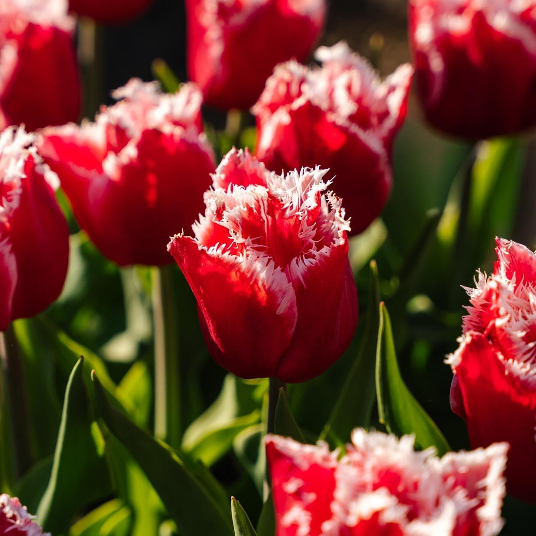Tulipe 'New Santa'