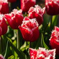 Tulipe 'New Santa'