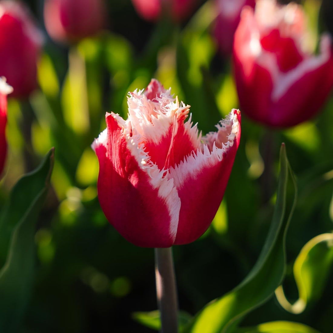 Tulipe 'New Santa'