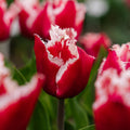 Tulipe 'New Santa'