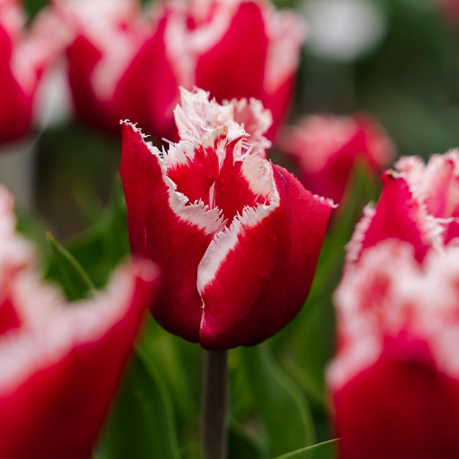 Tulipe 'New Santa'