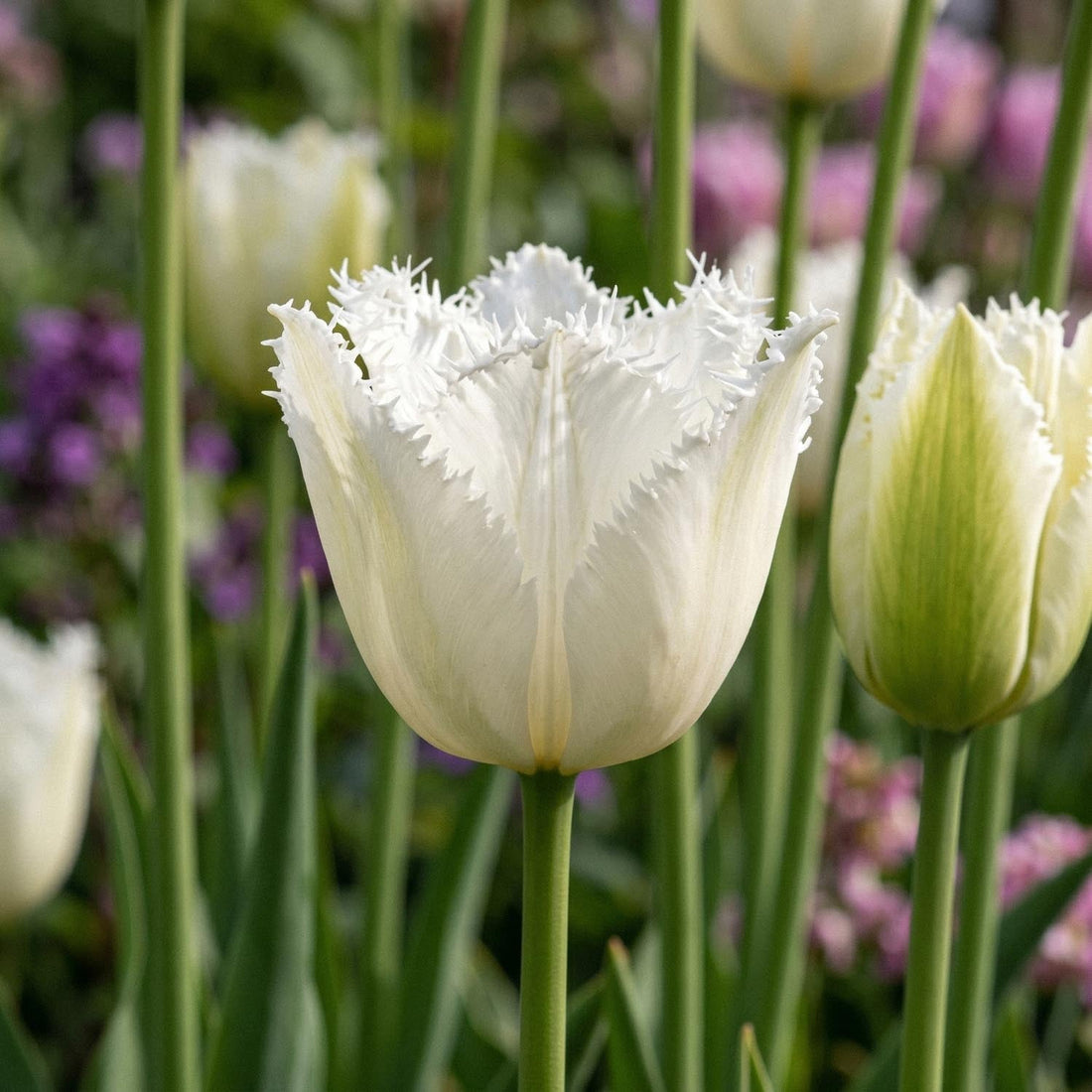 Tulipe 'Noordeinde'