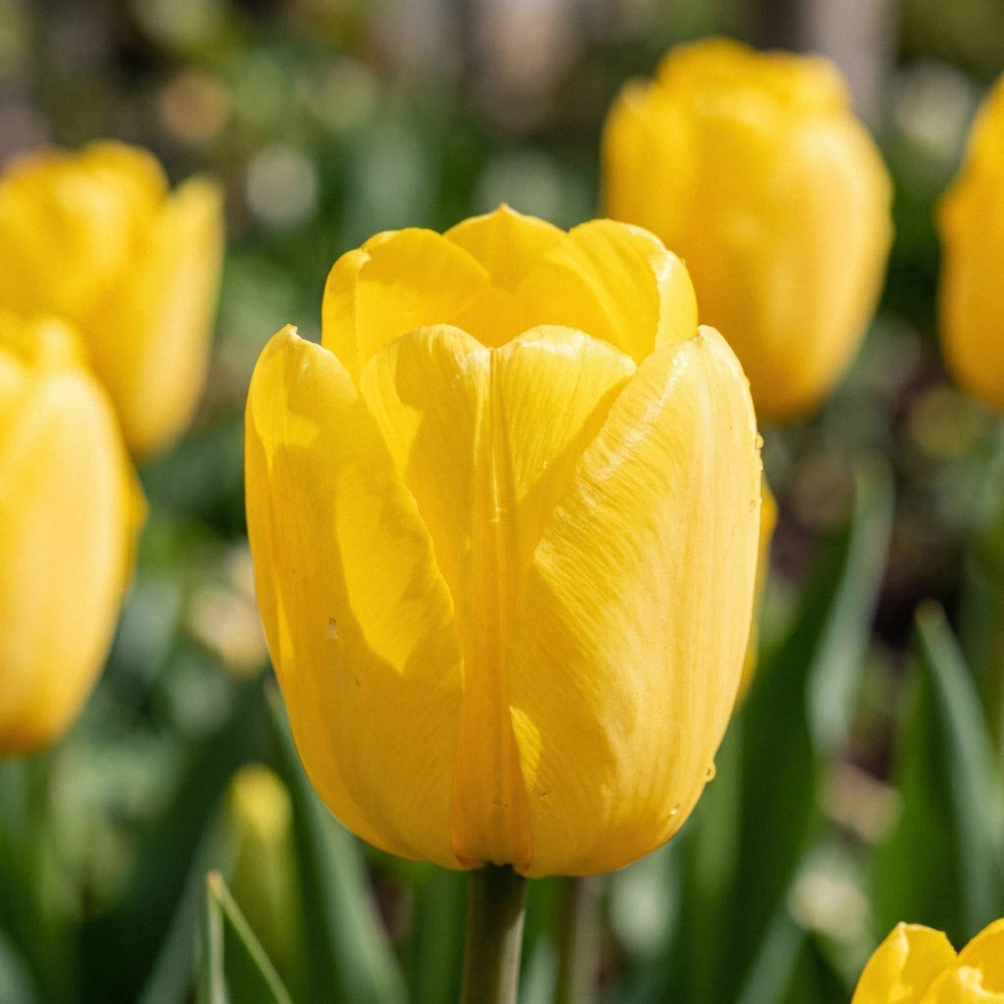 Tulipe 'Novi Sun'