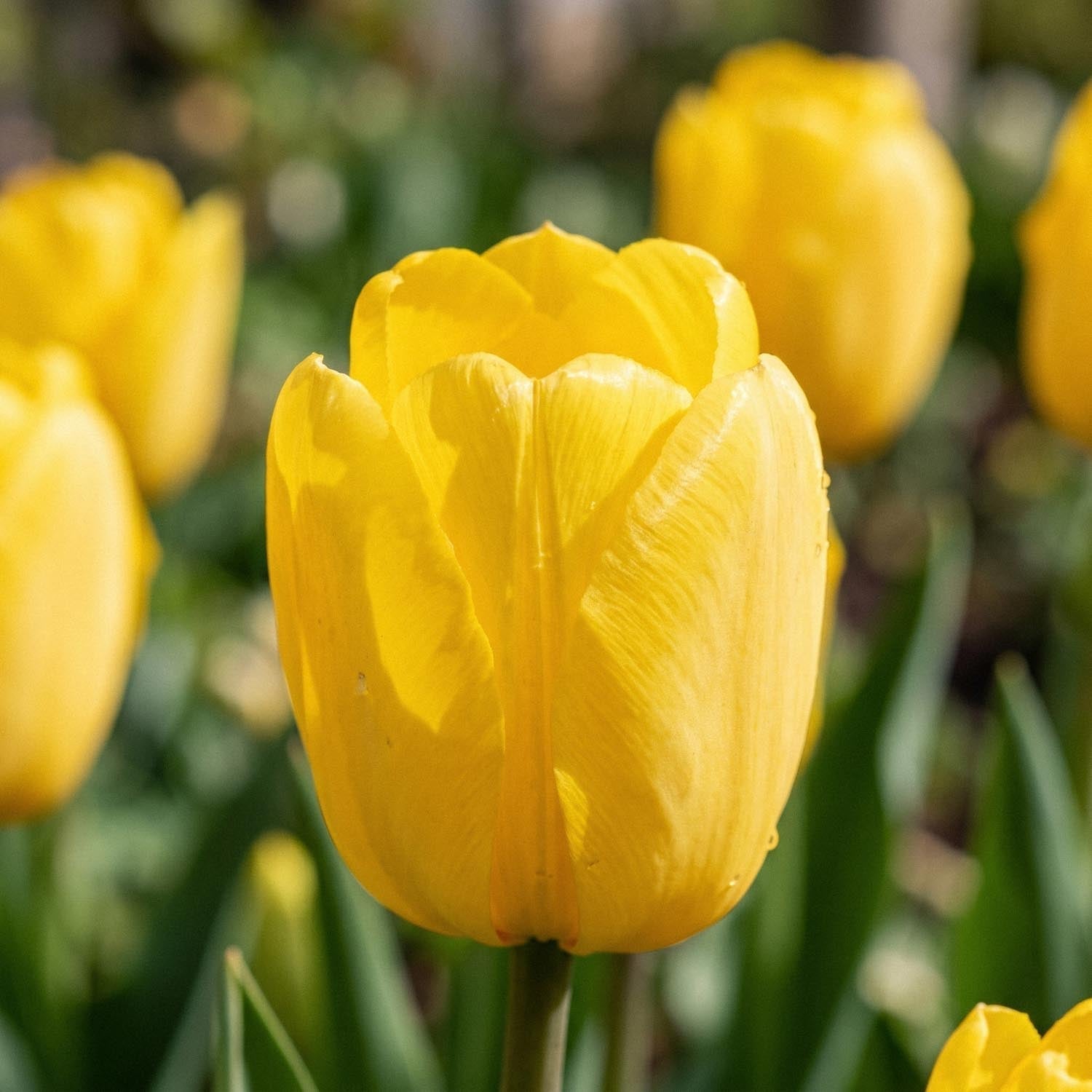 Tulipe 'Novi Sun'