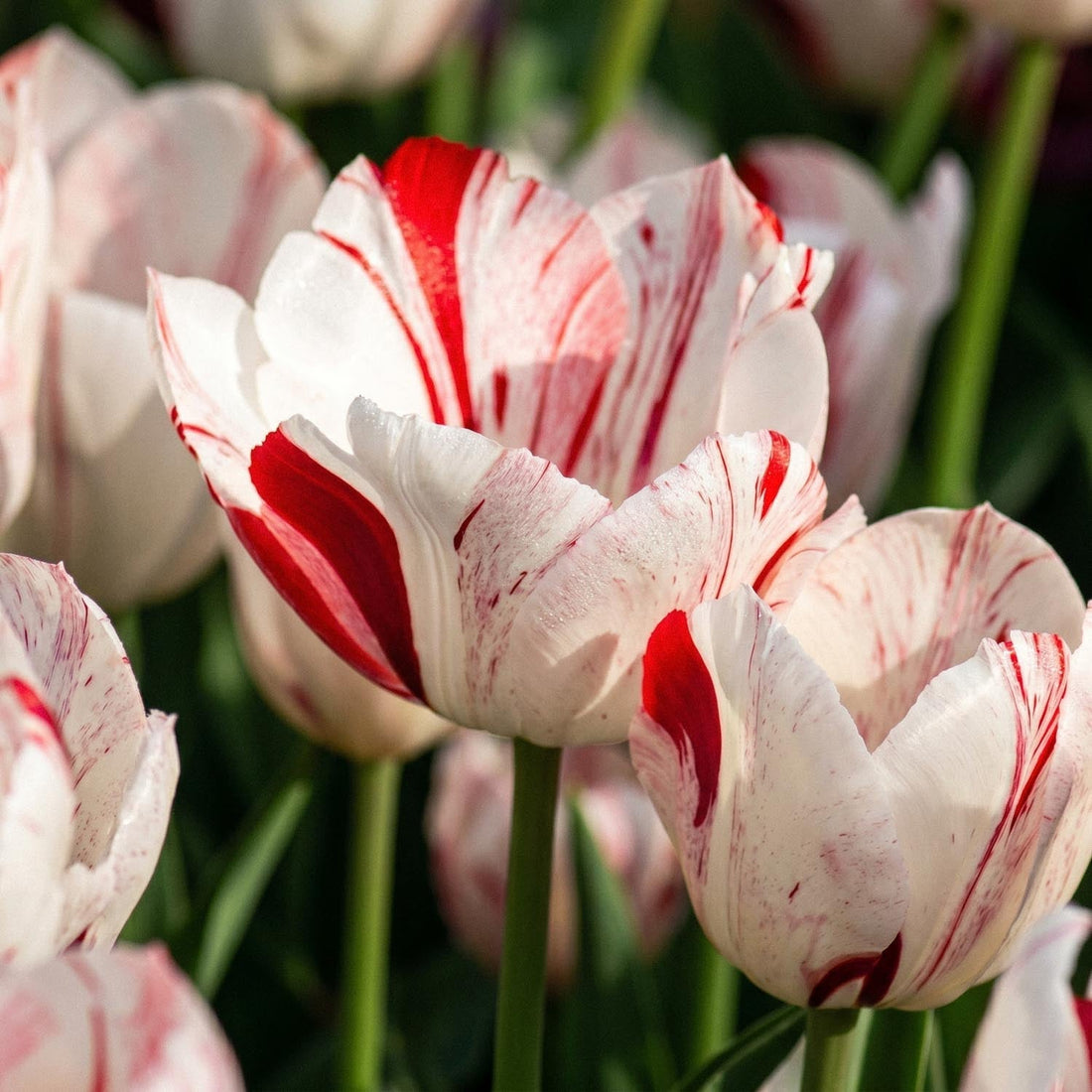 Tulipe 'One Direction'