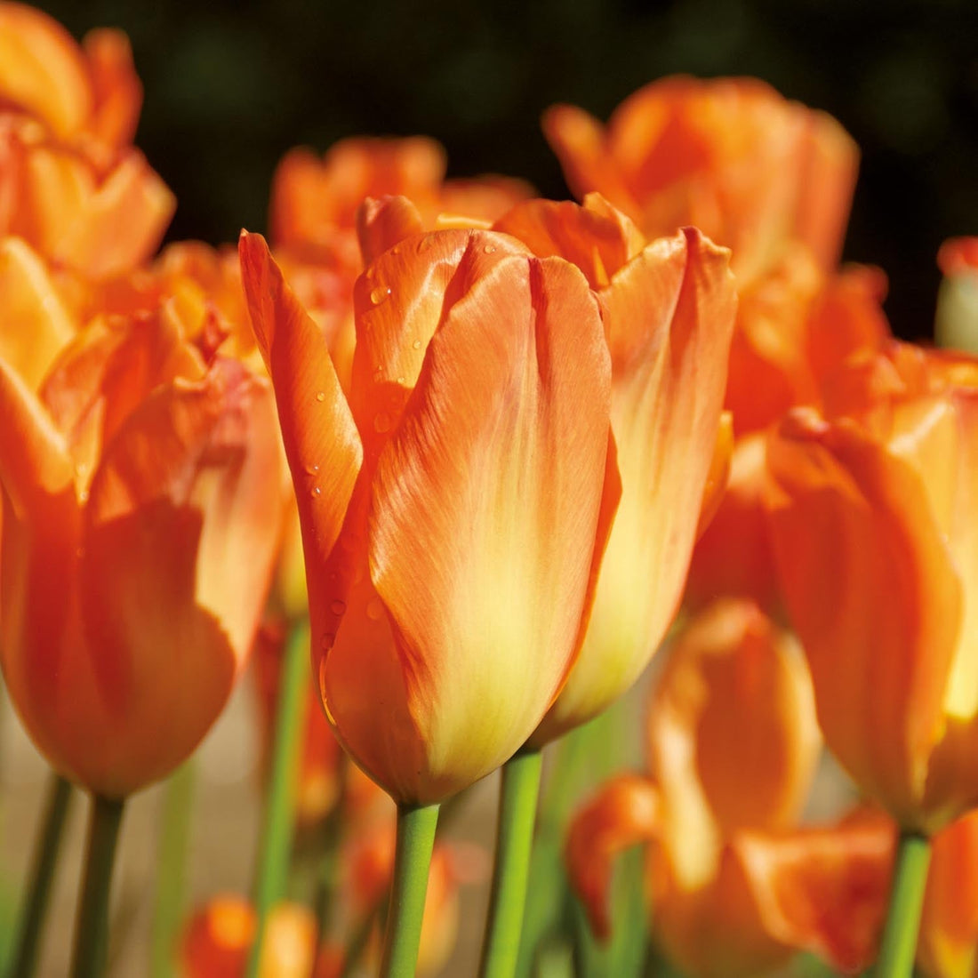Tulipe 'Orange Emperor'