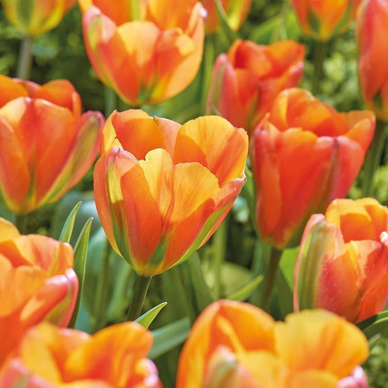Tulipe 'Orange Marmelade'
