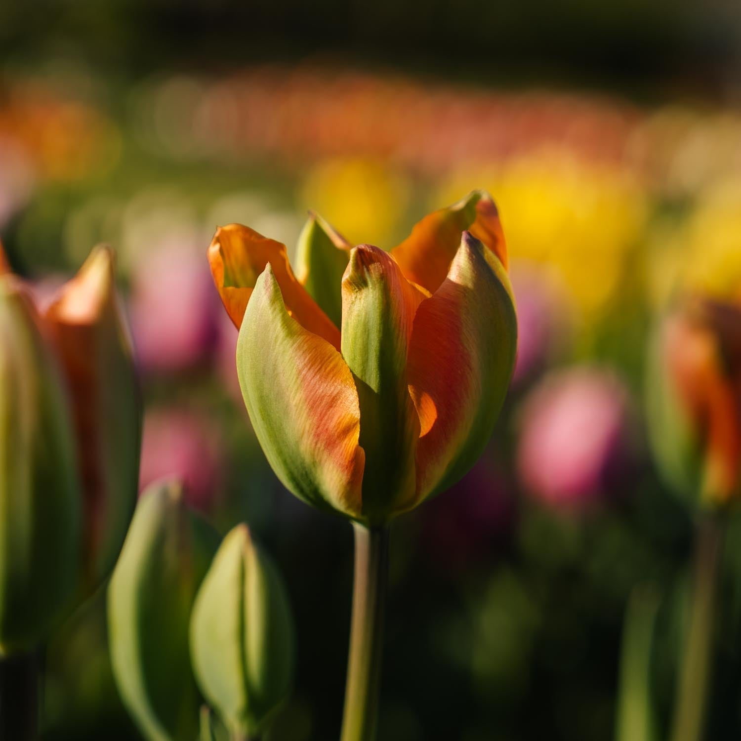 Tulipe 'Orange Marmelade'