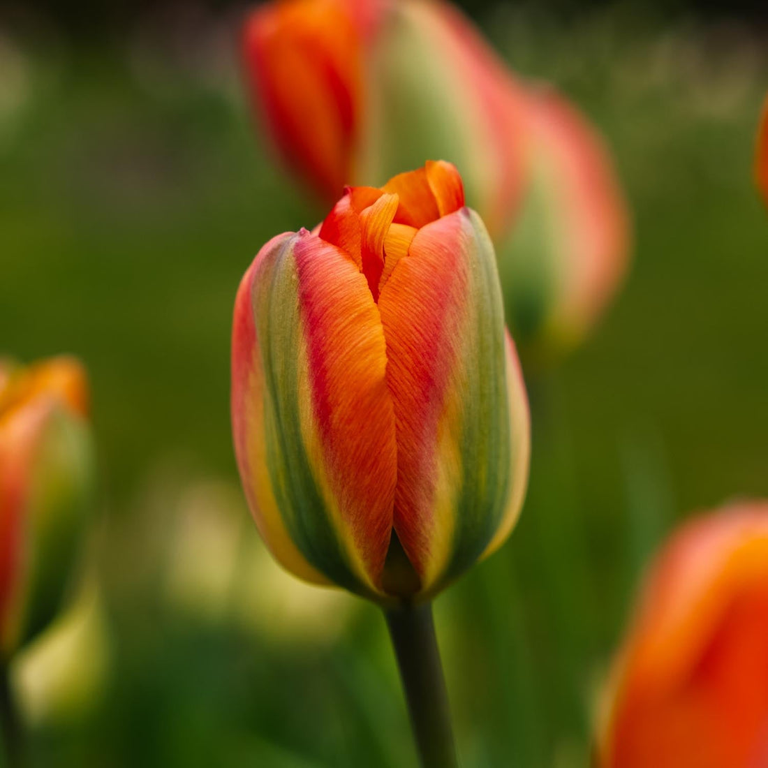 Tulipe 'Orange Marmelade'