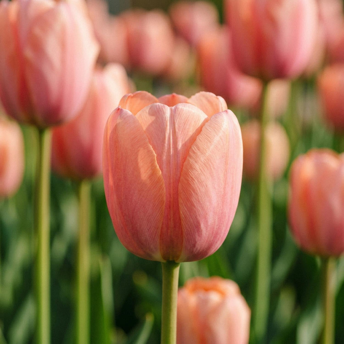 Tulipe 'Orange Pride'