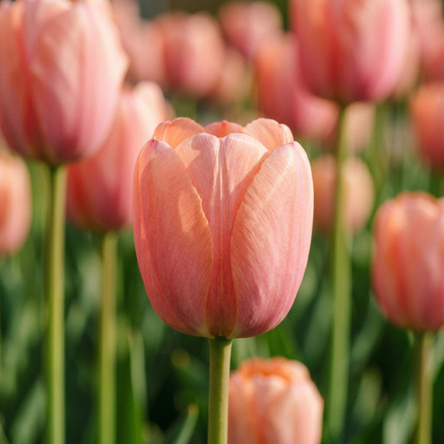 Tulipe 'Orange Pride'