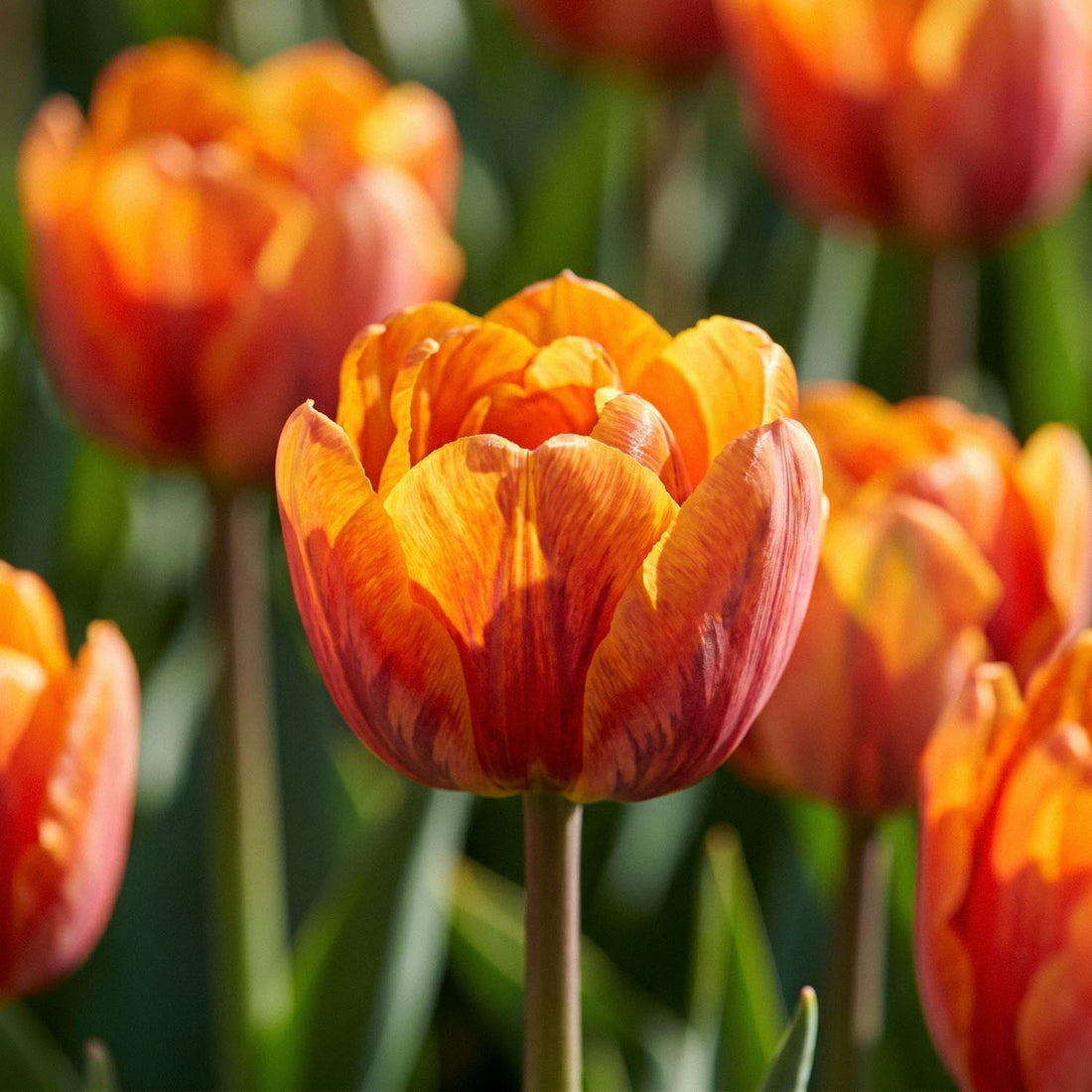 Tulipe 'Orange Princess'