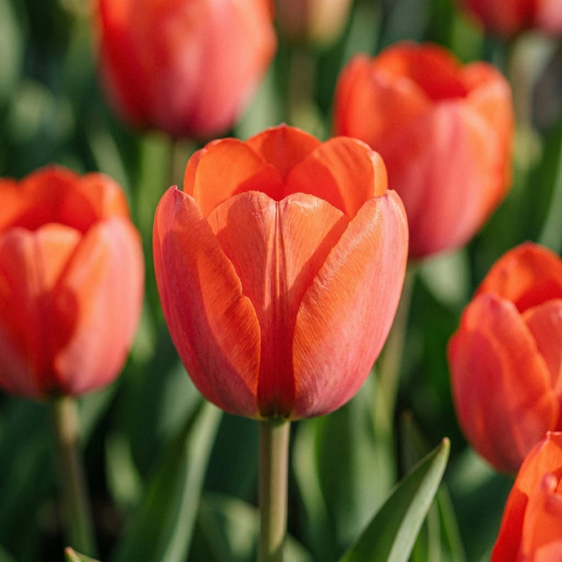 Tulipe 'Orange van Eijk'
