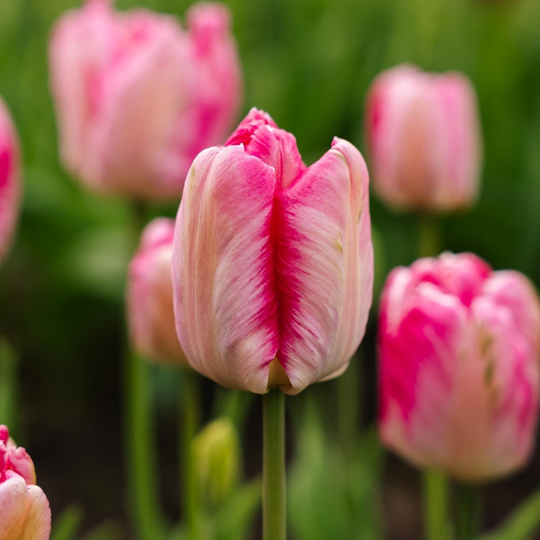 Tulipe 'Parrot Pink Vision'