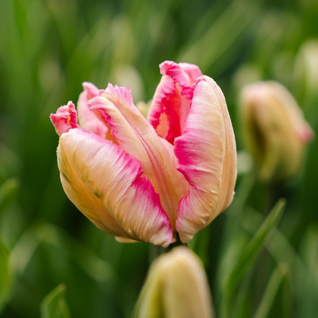 Tulipe 'Parrot Pink Vision'