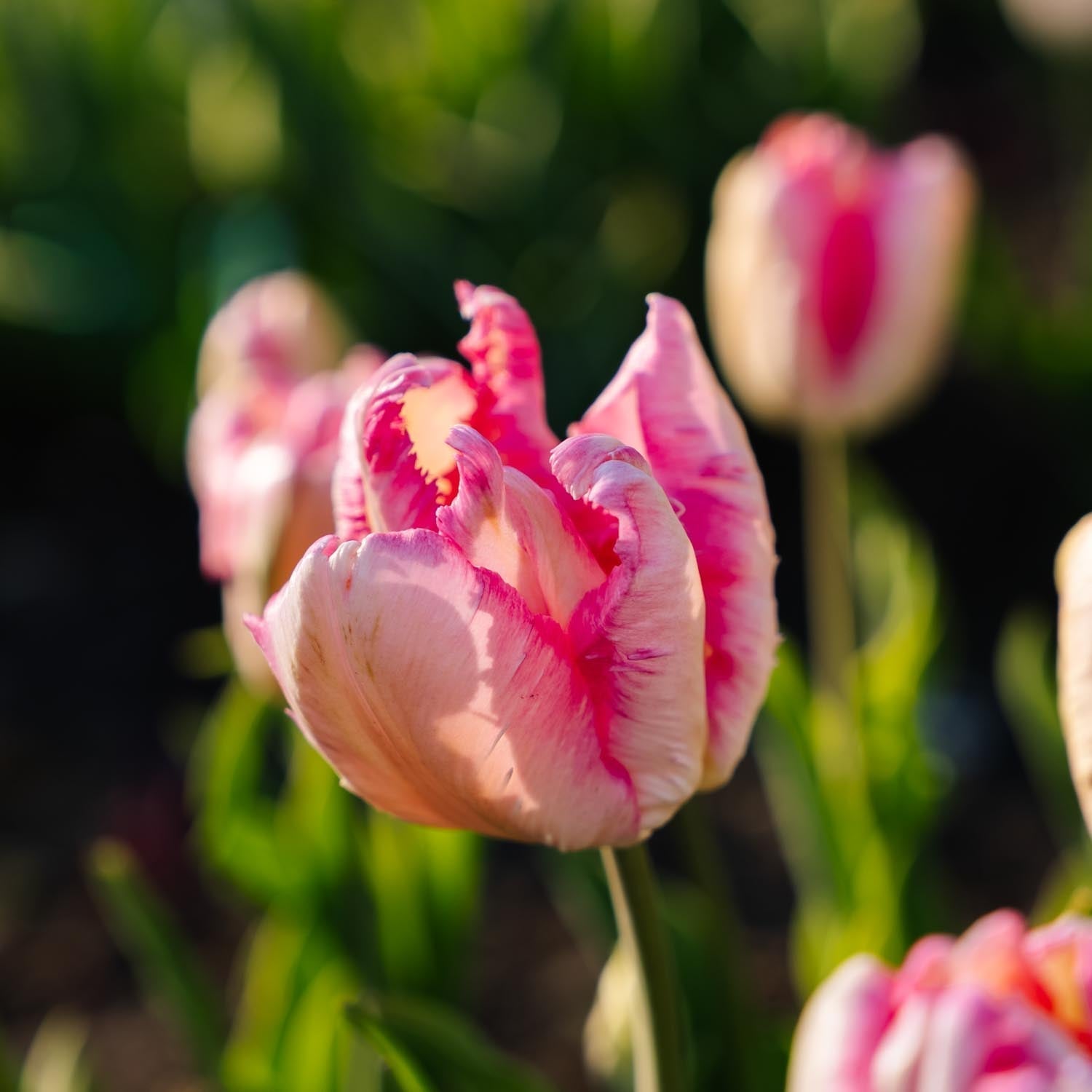 Tulipe 'Parrot Pink Vision'