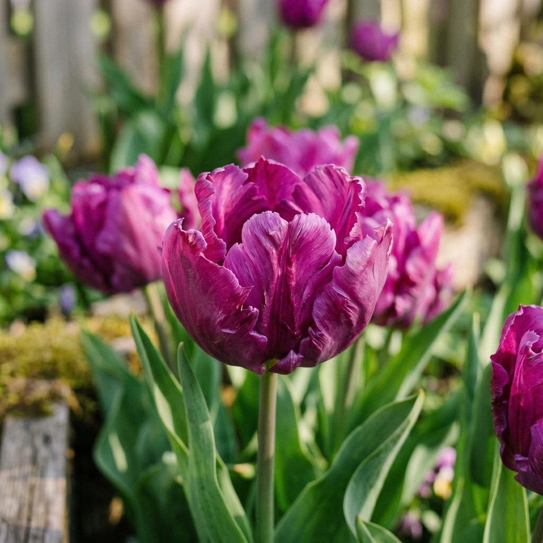 Tulipe 'Parrot Prince'