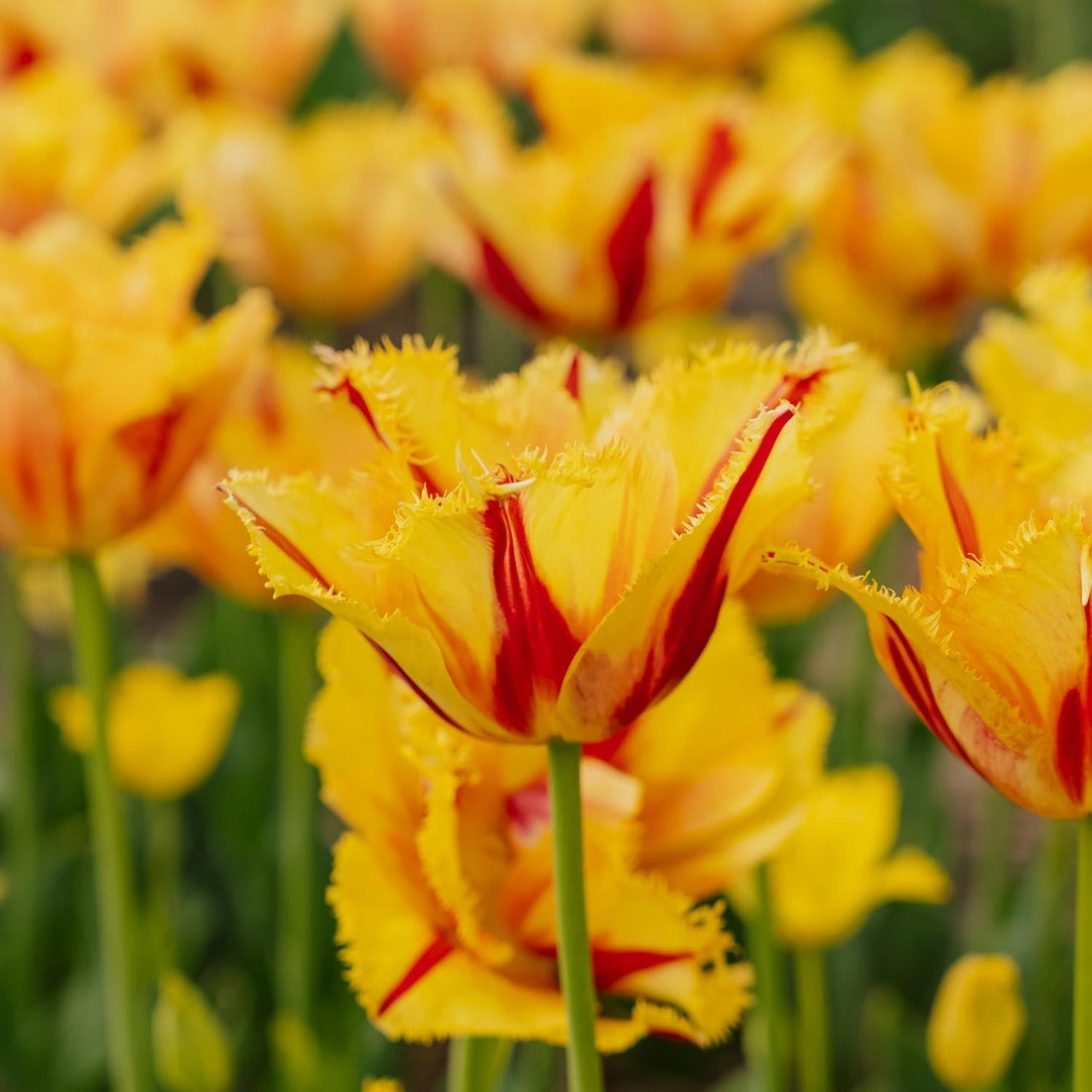 Tulipe 'Party Clown'