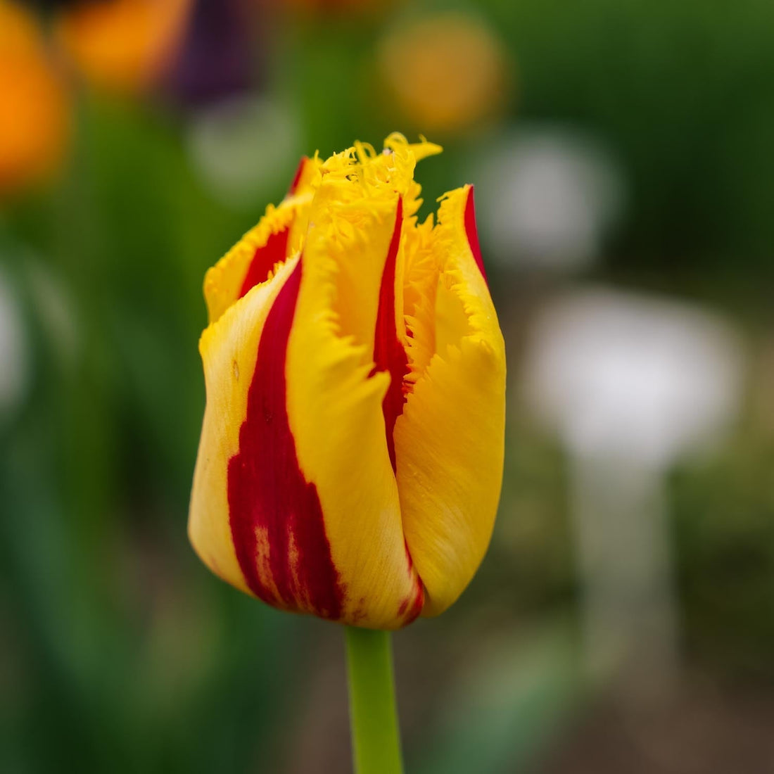 Tulipe 'Party Clown'