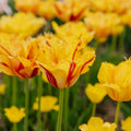 Tulipe 'Party Clown'