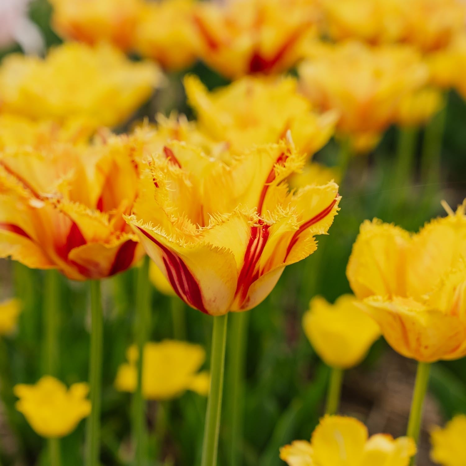 Tulipe 'Party Clown'