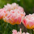 Tulipe 'Password'