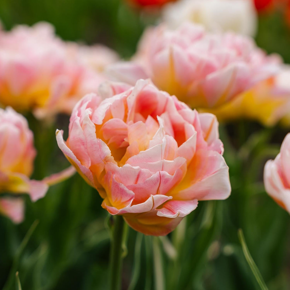 Tulipe 'Password'