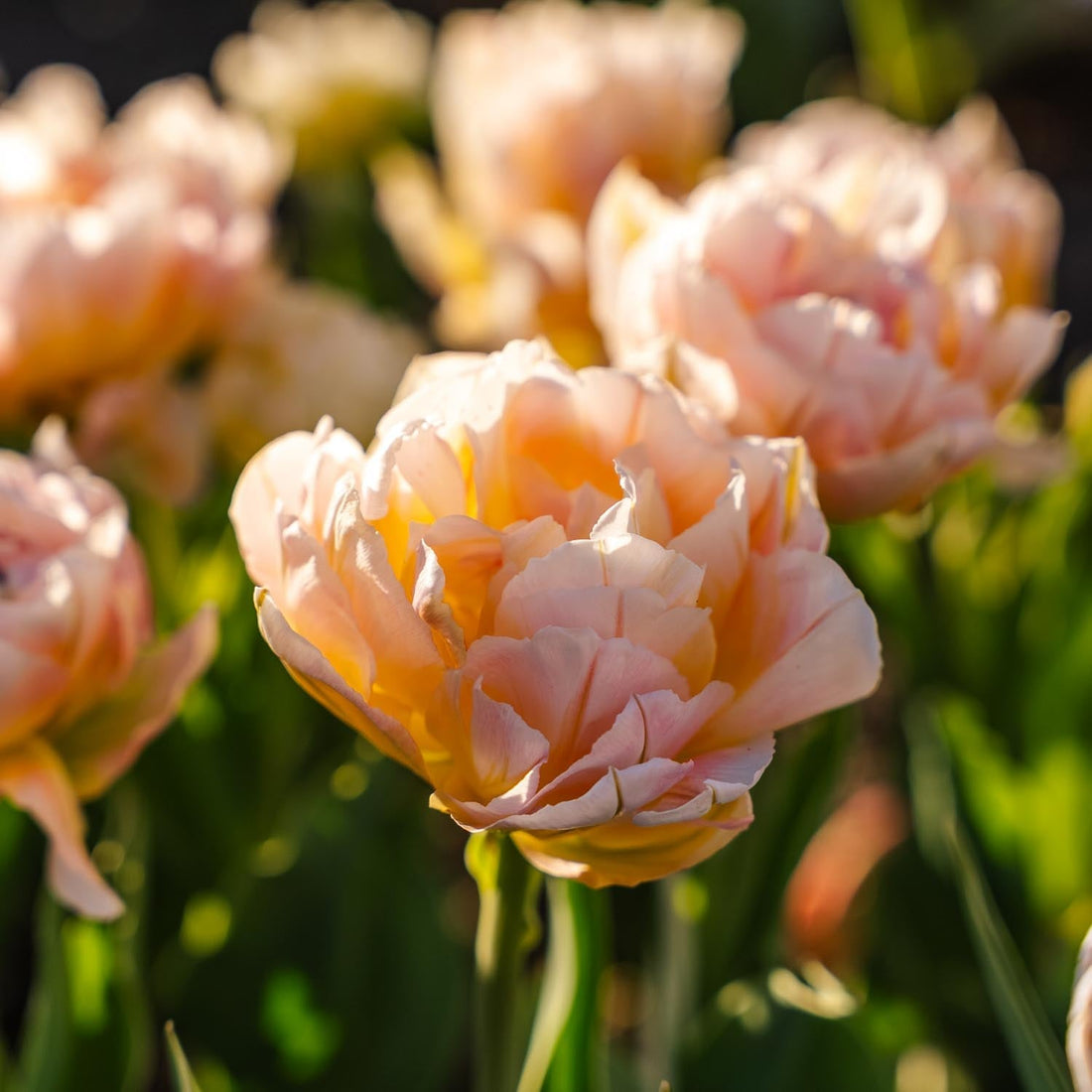 Tulipe 'Password'