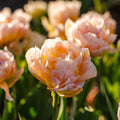 Tulipe 'Password'