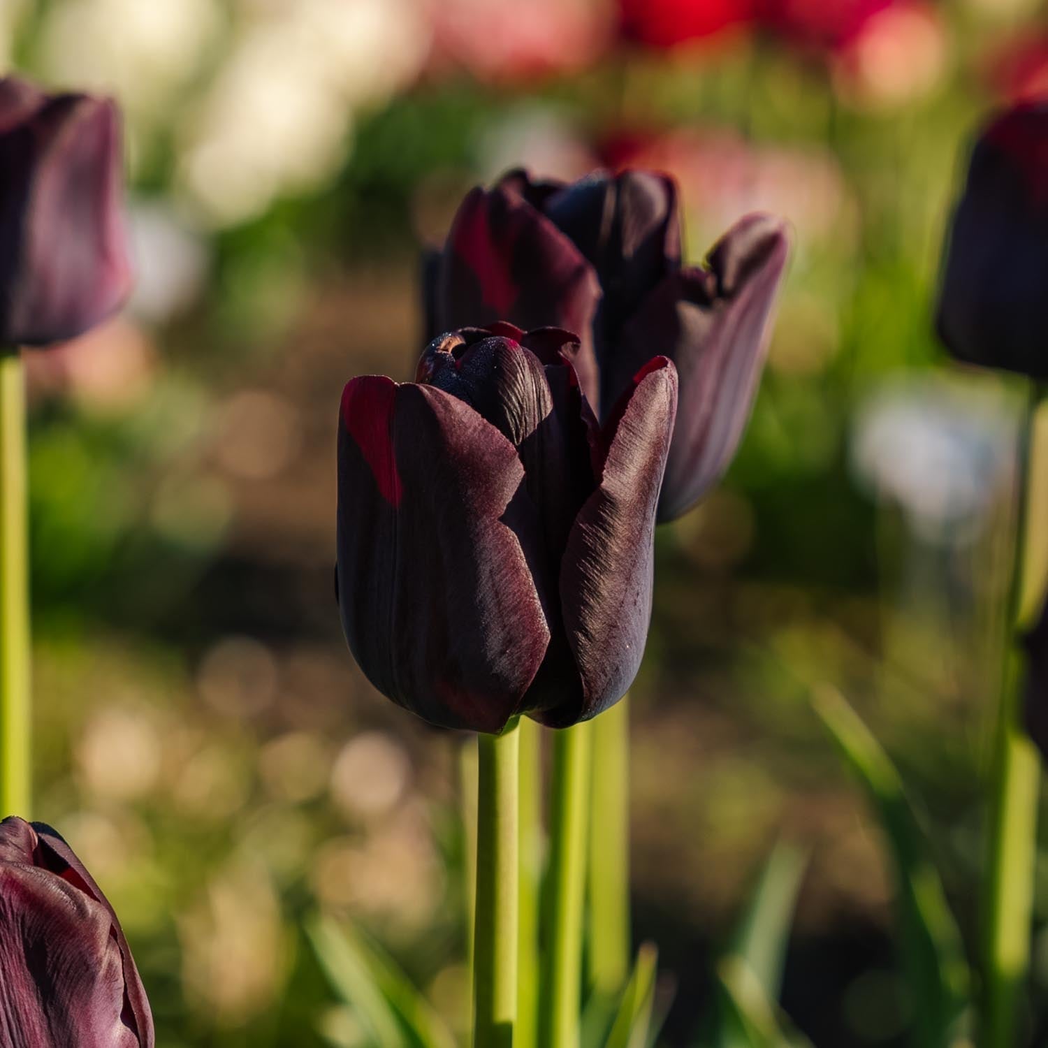 Tulipe 'Paul Scherer'