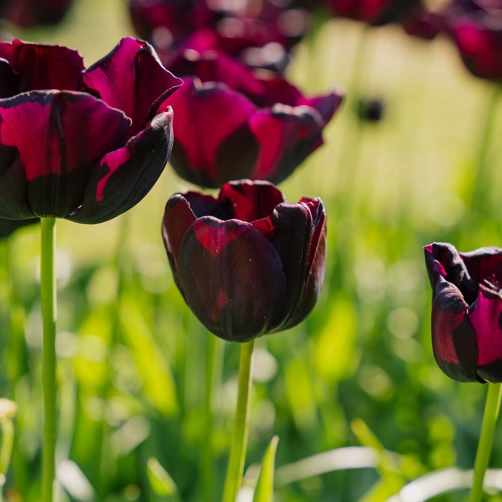 Tulipe 'Paul Scherer'